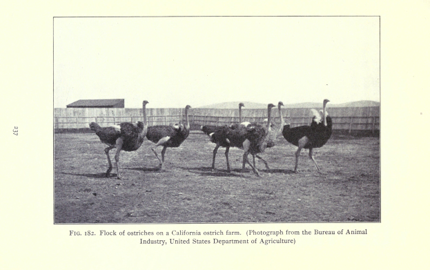 Eine Schar von Straußen auf einer Straußenfarm in Kalifornien, mit einem Zaun, Haus und Himmel im Hintergrund und Text unten.