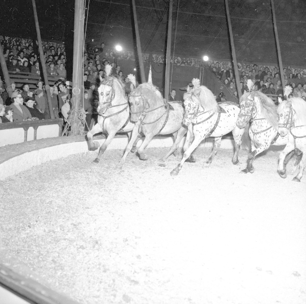 Schwarzes und weißes Foto von Pferden, die in einer Circus-Manege laufen, mit Zuschauern auf der linken Seite und beleuchteten Polen im Hintergrund.