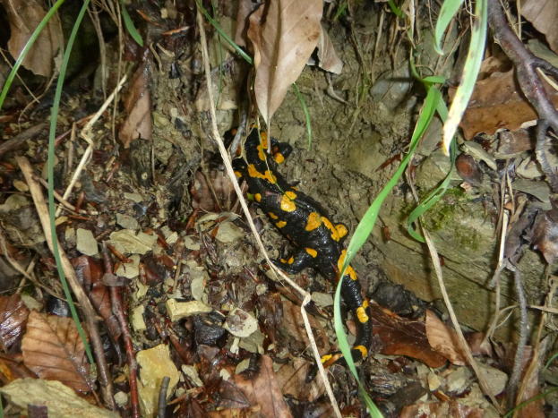 Europ├Ąischer Feuersalamander auf dem Waldboden zwischen trockenen Bl├Ąttern und Zweigen.
