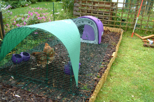 Mehrere Hühner in einem Korb auf der linken Seite, mit Abfall und Gras unten, einem Zaun, Pflanzen, Blumen, Bäumen, einem Pfahl und hölzernen Stöcken im Hintergrund.