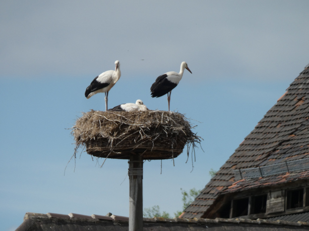Zwei Weiße Störche auf einem Nest auf einem Mast vor einem Haus mit Bäumen und einem klaren blauen Himmel.