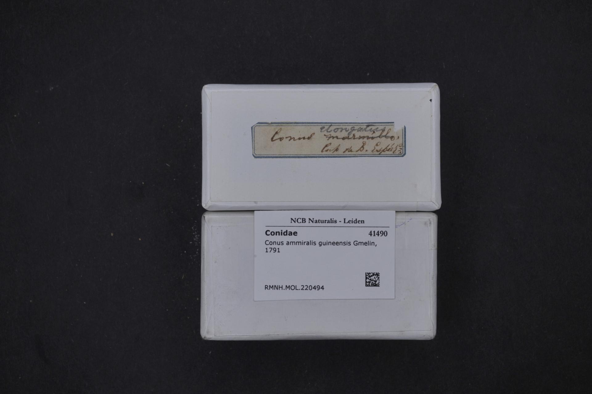 Weißer Karton mit der Aufschrift "Conidae - Ncb Naturalis - Leiden" auf einer schwarzen Oberfläche.