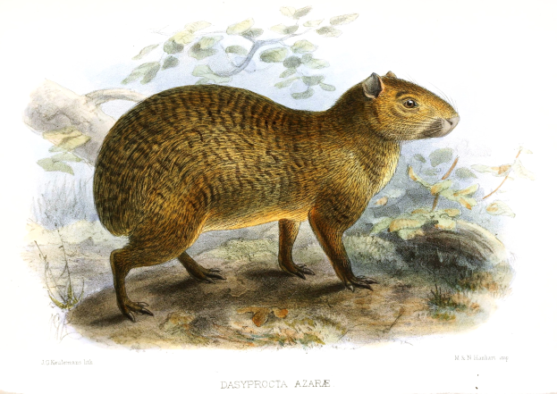 Eine Zeichnung eines Kapibaras, das auf dem Boden steht und von Pflanzen umgeben ist, mit Text unten.