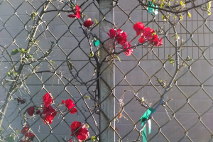 Rote Blumen auf Pflanzen neben einem Betonpfahl und Stahlzaun, mit einer Gebäudewand im Hintergrund und einer blauen Plastikabdeckung in der rechten unteren Ecke.