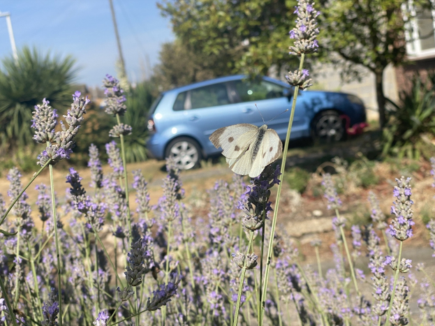 Blauer Wagen vor einem Lavendelfeld mit einer weißen Schmetterlings auf einer Blume, Bäume und Gebäude im unscharfen Hintergrund.