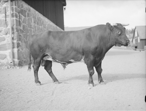 Schwarzes und weißes Foto eines Stiers vor einer Scheune, mit einer Wand links und Häusern und Bäumen im Hintergrund.